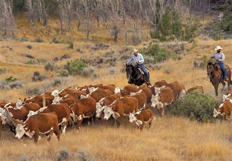 Cattle Ranch Jobs Montana at Philip Ayala blog