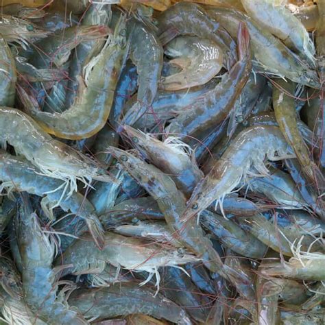 Our Products | Oceanpearl Fisheries Private Limited