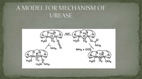 Image result for Urease Enzyme