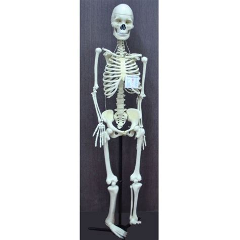Human Skeleton Model, Economy – japson.com