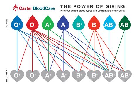 O negative blood type and pregnancy - franchisedun