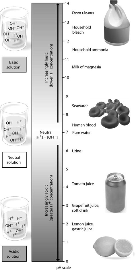Examine the ph scale below. How does household bleach compare to ...