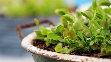 How to care for a Venus flytrap: to keep it thriving | Homes and Gardens