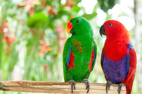 53 of the Most Colorful Parrots in the World | Color Meanings
