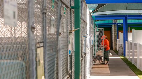 Inside a Hillsborough animal shelter, overwhelmed by an unseasonable surge