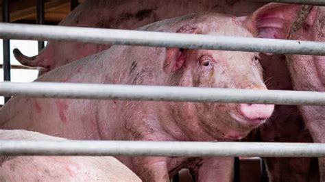 Illegal pork import from North Indian states amid swine fever fear ...