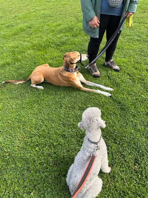Reactive Rovers Social Group, K9 Freedom Fields Coxhoe, Durham, 9 ...