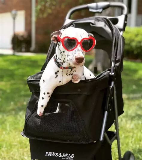 Puppy's Legs Cut Off At Slaughterhouse, Now Adopted