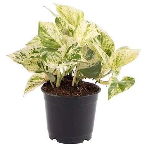 Buy best marble money plant from plantsden.com in Bangalore – Plantsden