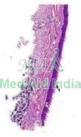 Cancellous Bone Prepared Histology Slide Manufacturer, Supplier from Noida