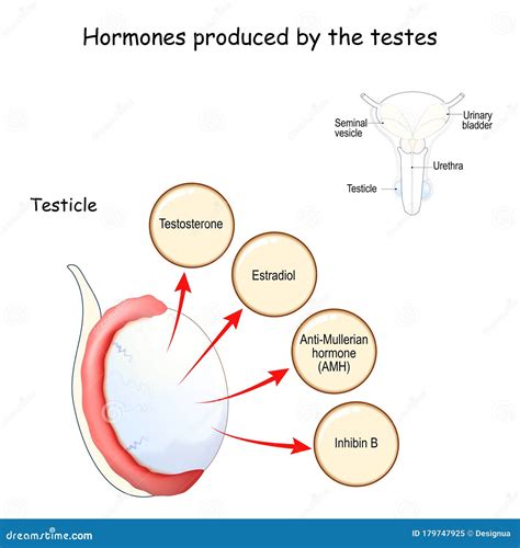 Hormones In Humans