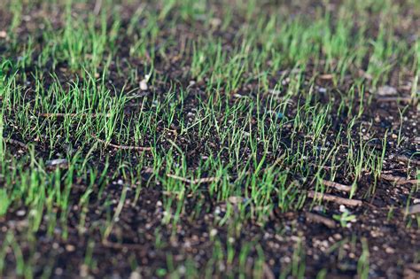 Benefits of overseeding your lawn - Van Zelst