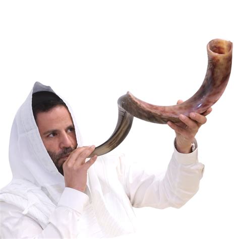 Buy Kosher Kudu Shofar Horn from Israel 36”-39” – Traditional Half ...