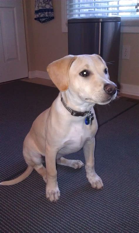 Boxer and Lab Mix 的图像结果