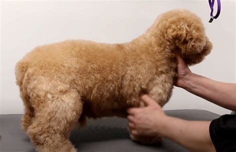 Image result for Groom Cockapoo Feet