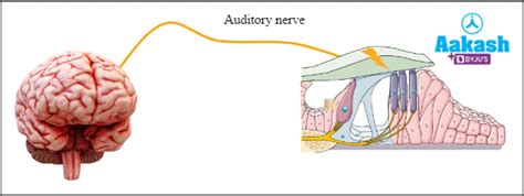 Sensory Perception in Biology: Definition, Types and Importance | AESL