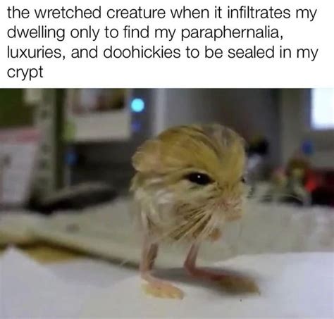The Wretched Creature: Silly Hamster Memes