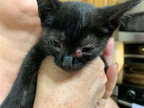 Gwinnett Humane Society