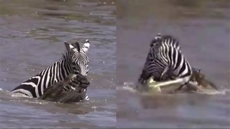 Viral Video: Zebra Bites and Fights Back Crocodiles in Water and Safely ...