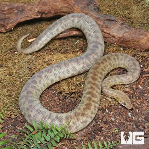 Children's Python Feeding 的图像结果