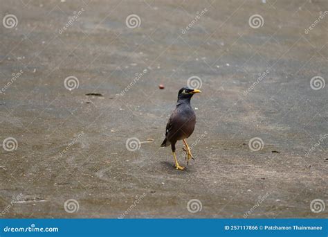 (Starlings) are Endemic Birds of Thailand. Some Species are Popular To Be Fed Stock Photo ...