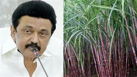 Sugarcane included in TN pongal gift scheme, distribution from Jan 9