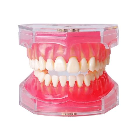 Buy Dental Model, Standard Model for Adult Tooth Extraction, Removable ...