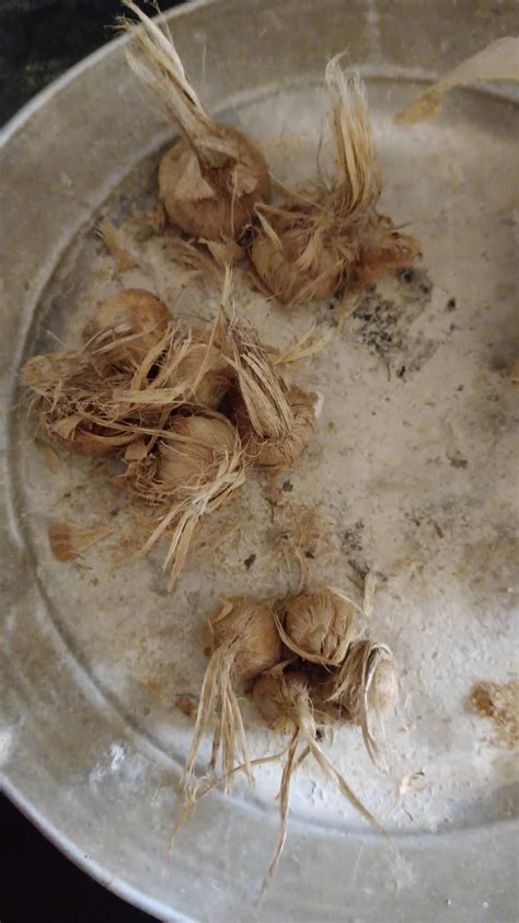 Green World Saffron Crocus Flower Plant Kashmiri Saffron Bulb/Kesar ...