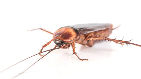 Roach Infestations: Causes & Prevention in Owasso Homes