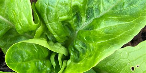 Image result for Soil Bio Technology