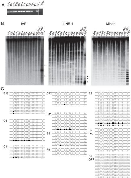 Image result for Locus Control Region Gene Expression