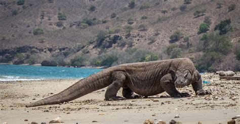 Komodo Dragon: Our last link to the Dinosaurs | Medium