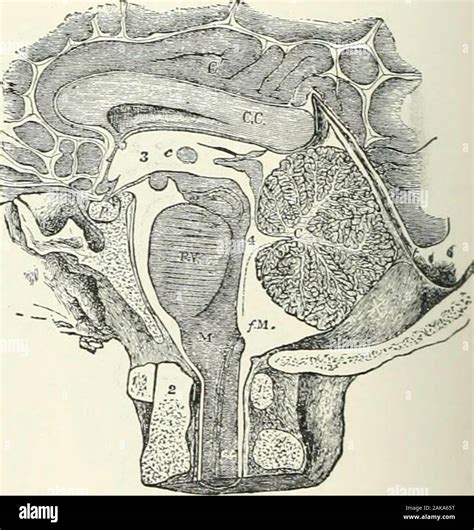 Foramen of magendie hi-res stock photography and images - Alamy