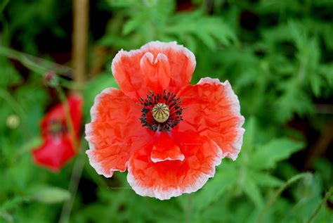 Poppy flower varieties