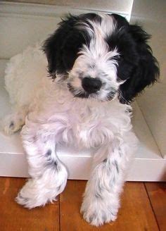 Image result for Cockapoo Grooming Cuts