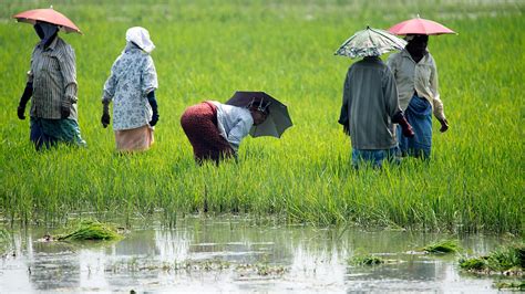 Selective Breeding Ancient Biotechnology Examples 的图像结果