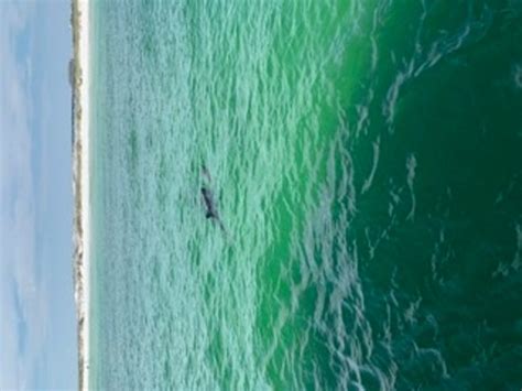 Southern Star Dolphin Cruise (Destin) - 2020 What to Know Before You Go ...