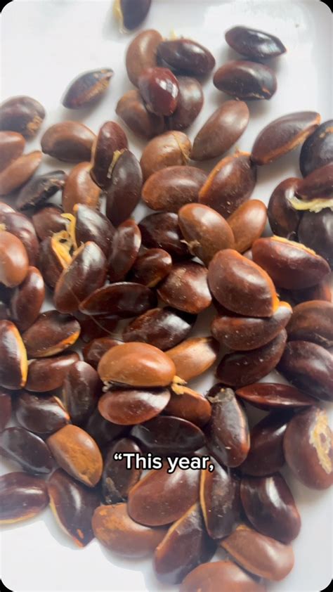 Healing Powers Of Agbalumo Seed Medicinal Uses You Need To Know