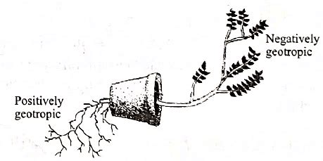 Class 10 Science Chapter 6 Previous Year Questions - Control and ...