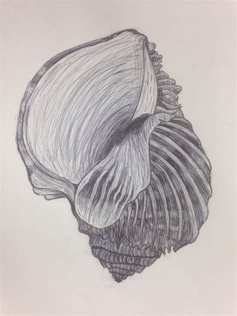 Image result for Biro Shell Drawing