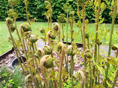 Browse O | Hortus Botanicus Leiden, Netherlands