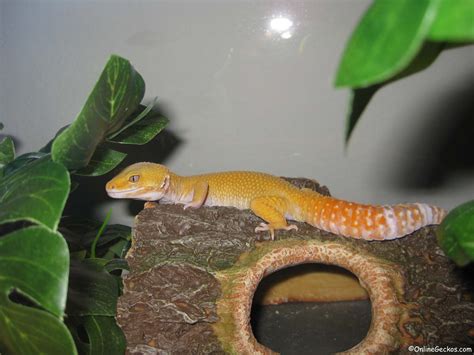 How to supplement gecko diet and dust feeder insects - Leopard gecko ...