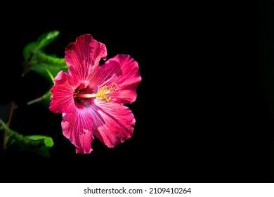Image result for Flower Side View