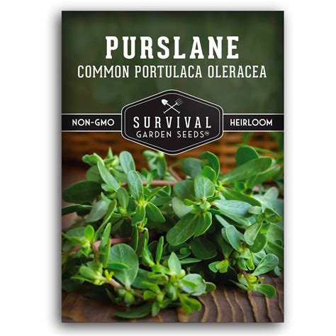 Purslane – Heirloom Summer Green Seeds – SurvivalGardenSeeds
