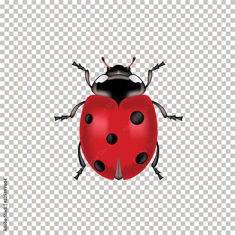 Image result for Ladybug No Background