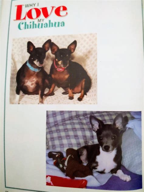 Chihuahuas Popular Dog Series Vol 8 Rare | Mercari