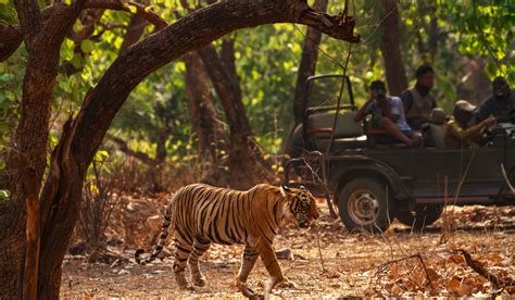 Jim Corbett Tour Packages | Jim Corbett National Park