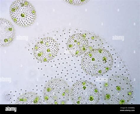 Volvox green algae, light micrograph. Volvox is a polyphyletic genus of chlorophyte green algae ...
