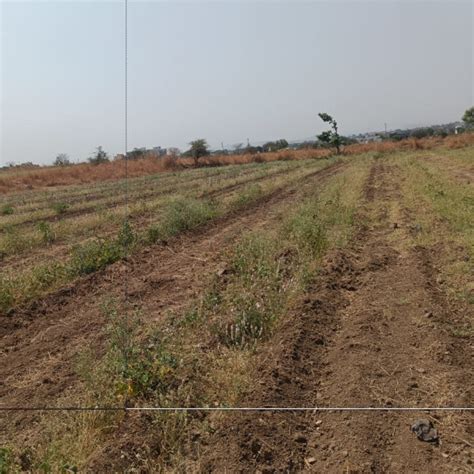 Azbil’s Agroforestry Action: Empowering Agroforests for a Sustainable ...