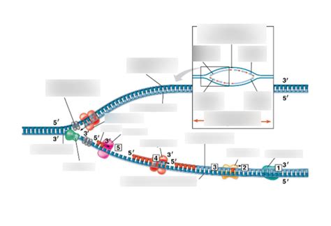 DNA Replication Structure 的图像结果
